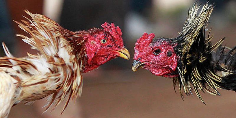 Gà bị đục mắt có thể do các chấn thương khi thi đấu