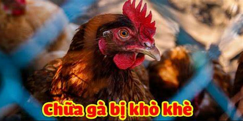 Lý do gà chọi bị khò khè