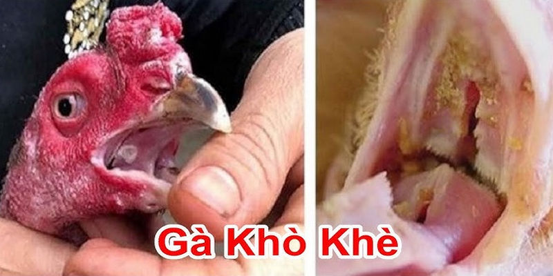 Những cách chữa gà bị khò khè nặng và nhẹ