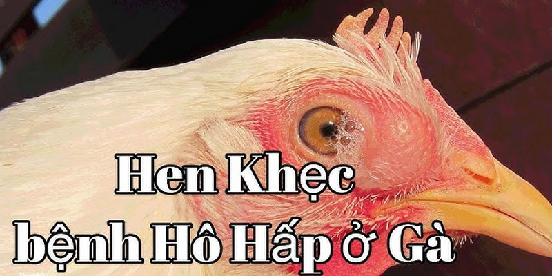 Cách chữa gà chọi bị khò khè bằng các loại thuốc kháng sinh