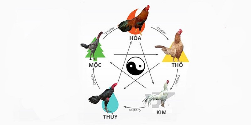 Mỗi màu lông gà sẽ tương ứng với một mệnh nhất định